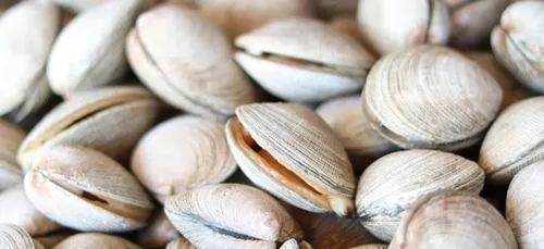 Une perle dans une palourde à Gâvres