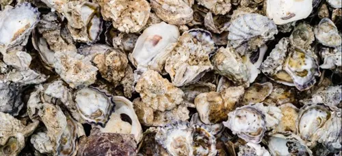 Une semelle faite avec des coquilles d'huîtres à Ploemeur ( 56 )