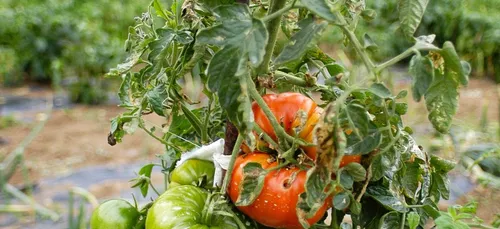 Le virus de la tomate confirmé dans le Finistère