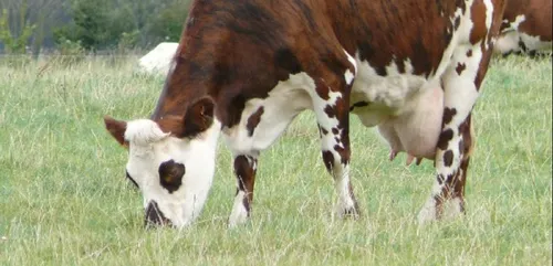 Le Salon de l’Agriculture de Paris ouvre demain