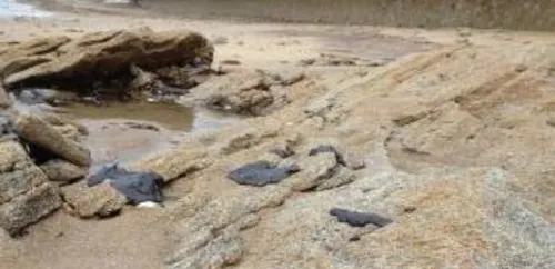 Le CEDRE semble avoir identifié l’origine des galettes...