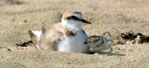 Protection du gravelot en baie d'Audierne