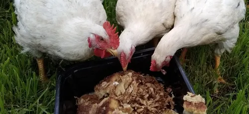 SES POULETS SONT NOURRIS AUX CREPES...KOUIGN AMANN...FRUITS...LAIT...