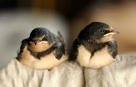 Les travaux de l'ancien ehpad de l'île de Groix  retardés par les...