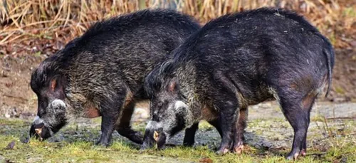 Le préfet du Morbihan prolonge la période de prélèvements des...