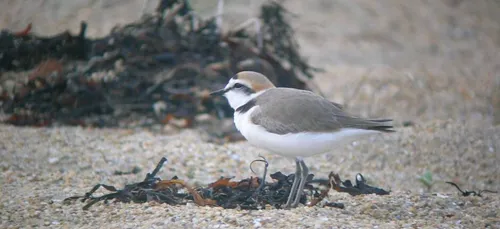 Protégeons le Gravelot à collier interrompu... Les explications de...
