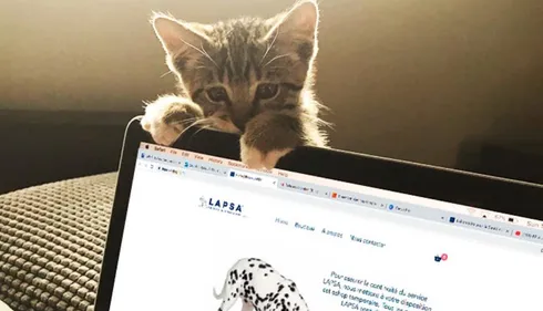 Lapsa (nourriture premium chiens et chats) met en place un service...