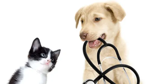 Comment faire soigner mon animal ?