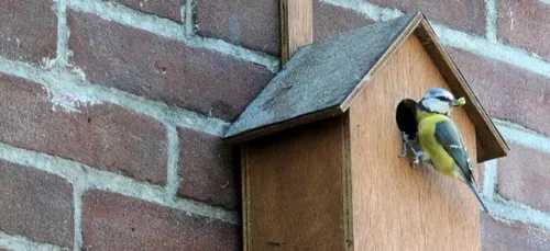 Et pourquoi ne pas en profiter pour compter les oiseaux avec la LPO ??