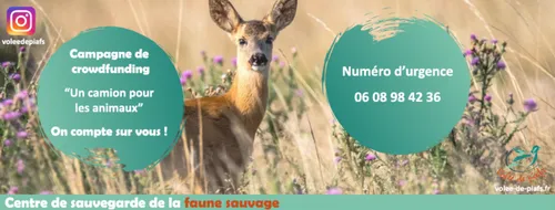 Volée de piafs à Languidic accueille les animaux en détresse en...