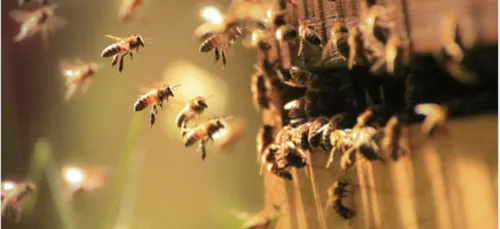 Abeilles : comment ont-elles vécu le confinement, quelle récolte...
