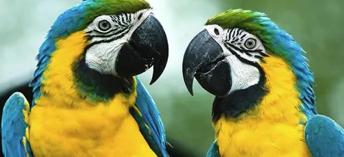 Les Parcs animaliers et botaniques s'organisent. Exemple au...