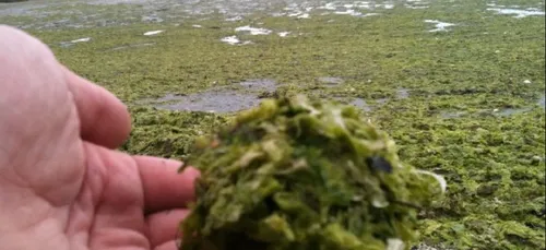 Les algues vertes en Morbihan inquiètent Eau et Rivières de Bretagne