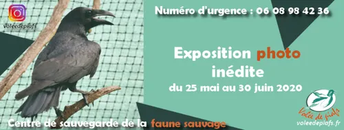 Volée de piafs à Languidic arrive à saturation