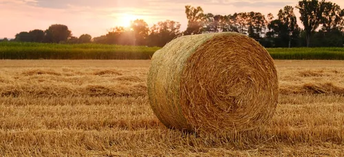 L'agriculture embauche cet été. Quels postes recherchés ?