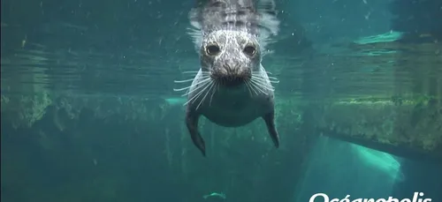 Océanopolis Brest a 30 ans