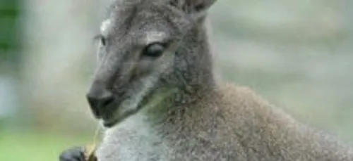 Le parc animalier du Quinquis à Clohars-Carnoët (29)