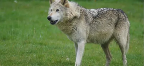 Le seul musée du loup en France se trouve dans le Finistère