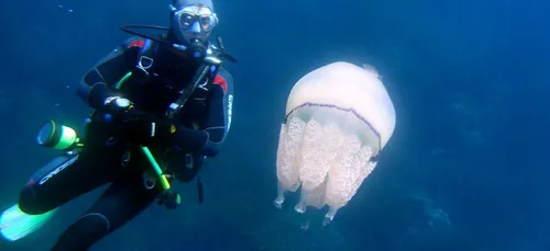 Alerte aux méduses à Douarnenez