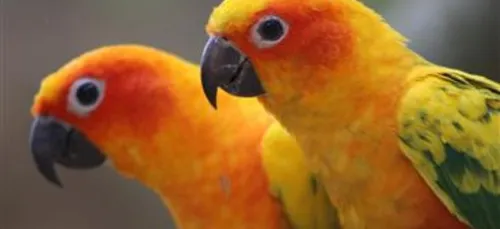 Tropical Parc à St-Jacut les pins (56)