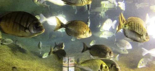 L'Aquarium marin de Trégastel (22)