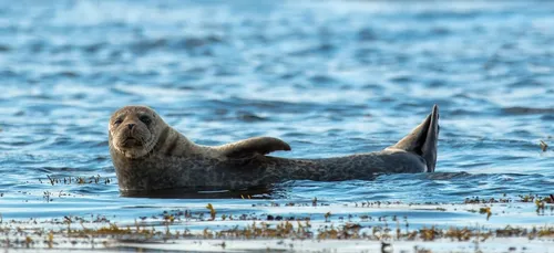 Une nouvelle locataire pour l'Océanopolis de Brest
