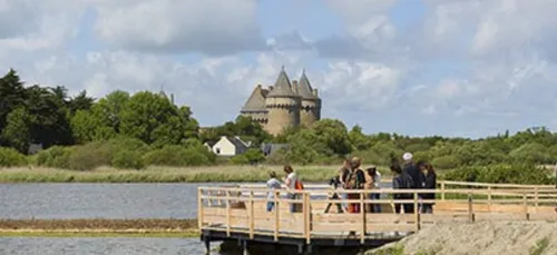 Fréquentation exceptionnelle d'oiseaux migrateurs à Suscinio !