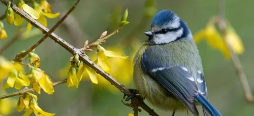 Baguage de passereaux à Guidel (56)