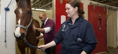 Une nouvelle agression visant un cheval près de Lannion
