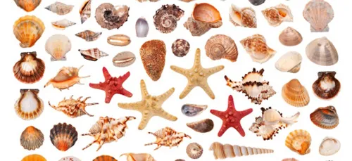 Musée de l'amiral à Pouldreuzic (29)