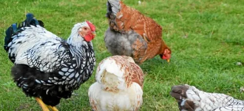 La poule " Georgette " devient le coq "Jorge "