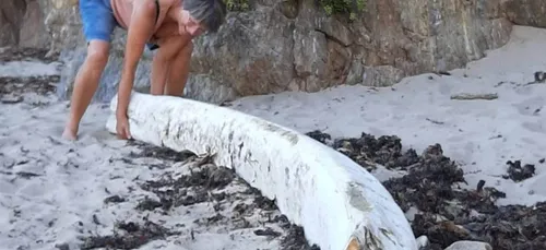 étonnante découverte à Clohars-Carnoët (29)