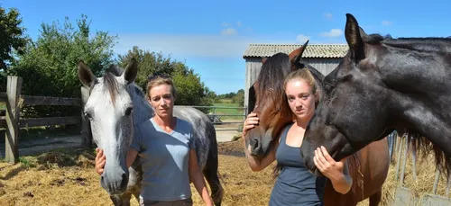 Mutilations : l'inquiétude grandit chez les propriétaires de chevaux