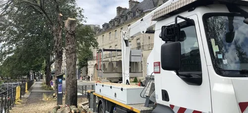 Les marronniers des quais à Quimper bientôt tous remplacés.