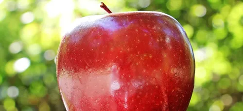 La pomme et le cidre à l'honneur à l'archipel de Fouesnant (29)