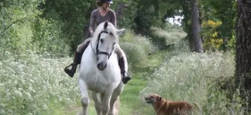 27 enquêtes sont toujours en cours en Bretagne au sujet des...