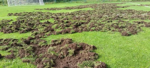 Des sangliers ravagent un terrain de foot et un golf.