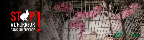 A Augan, L'éleveur de lapins mis en cause par l'association L214 se...