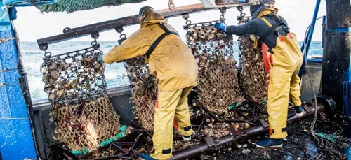 Top départ pour la pêche à la Coquille Saint-Jacques en Baie de...