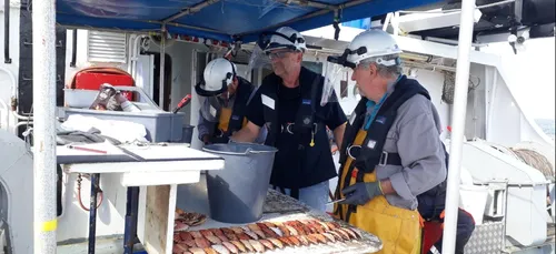 Coquilles Saint-Jacques en baie de Saint-Brieuc : un record historique