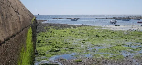 Moins d'algues vertes ramassées en Bretagne.