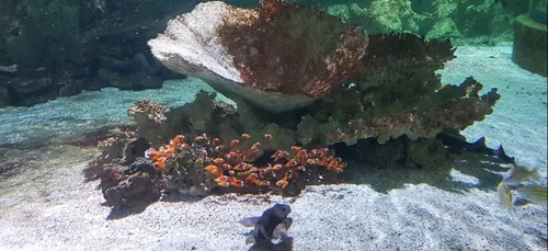 150 petits poissons-clowns à la nurserie tropicale de l’Océarium du...
