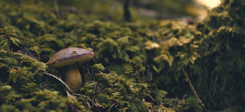 Sorties cueillettes de champignons.