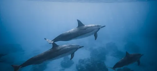 Deux dauphins morts à Guidel (56)