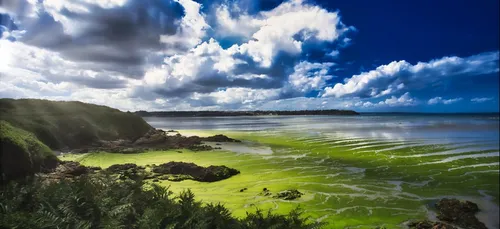 Échouages tardifs d'algues vertes