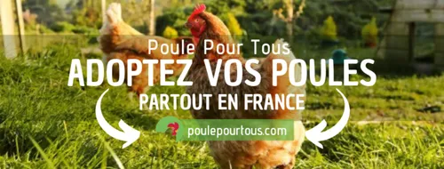 ADOPTER UNE POULE PONDEUSE : TOUJOURS POSSIBLE GRACE AU POULES DRIVE
