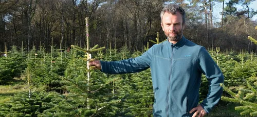 Quels sapins pour Noël ?
