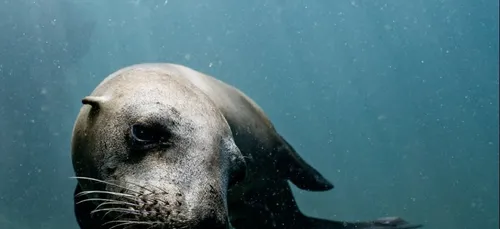 Condamnés après avoir décapité des phoques
