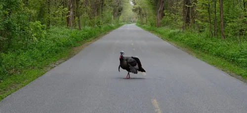 Perturbations importantes sur la RN 165