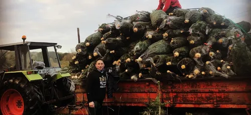 Des centaines de sapins dérobés dans le Finistère